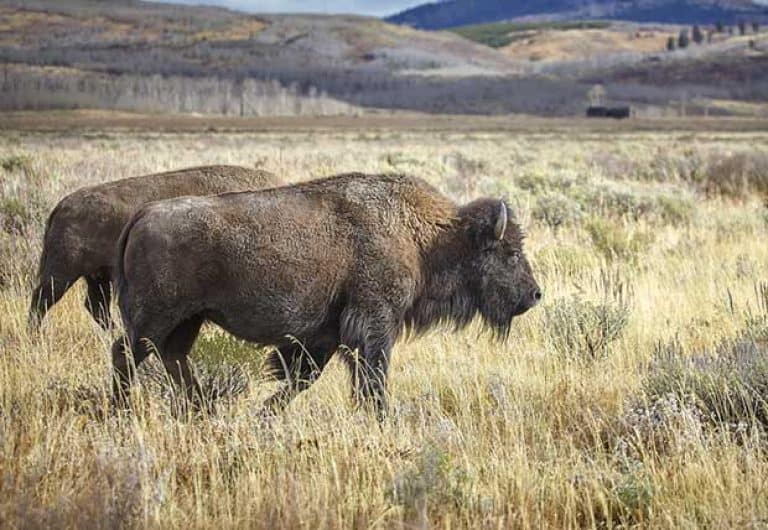 Bison On Trail