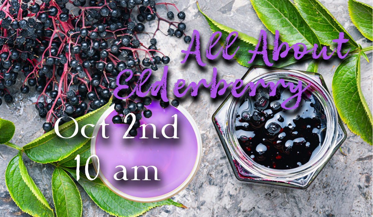 All About Elderberry