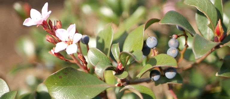 Indian Hawthorn