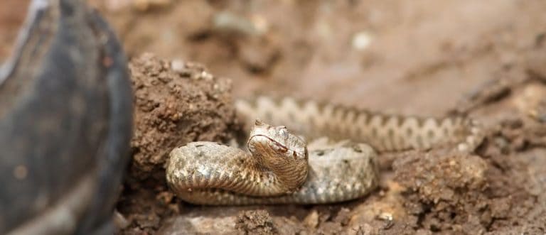 There's A Snake In My Boot: Accidents & Injuries On The Trail